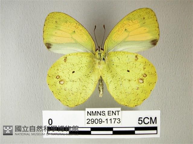 異粉蝶、雌白黃蝶藏品圖，第2張