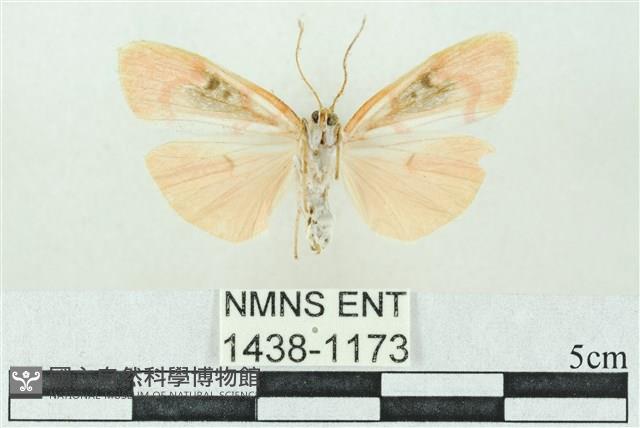 臺雪苔蛾藏品圖，第2張