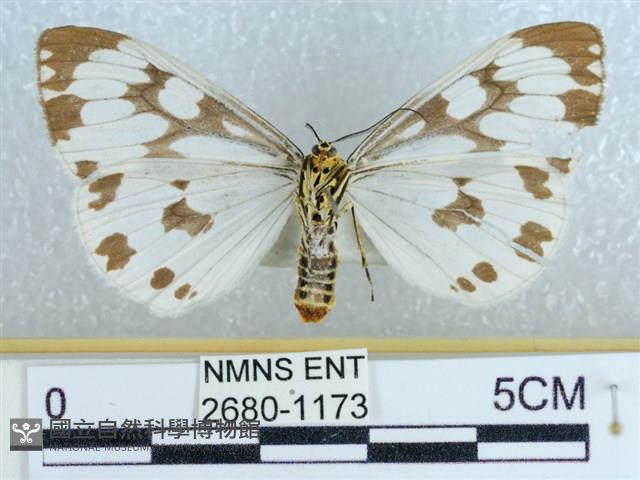 粉蝶燈蛾藏品圖，第2張