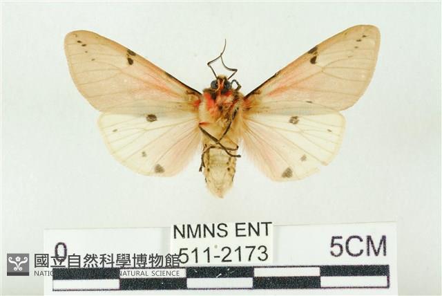 棍棒污燈蛾藏品圖，第2張