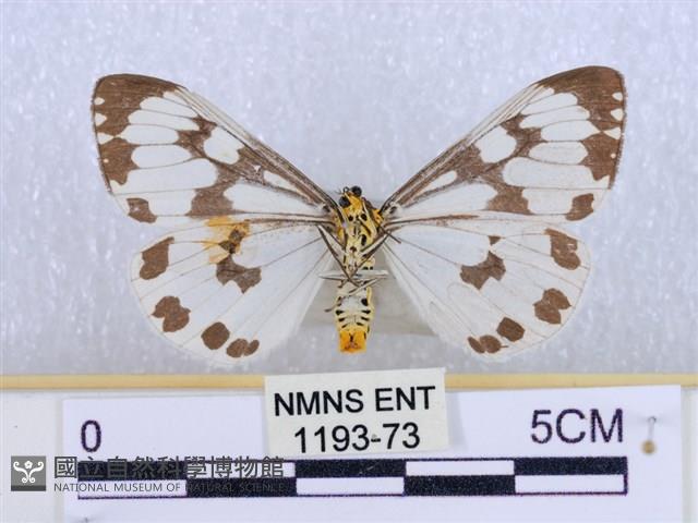 粉蝶燈蛾藏品圖，第2張