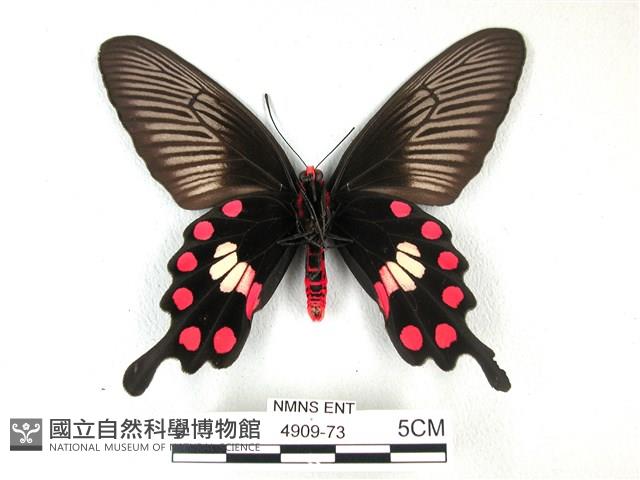 紅珠鳳蝶藏品圖，第2張