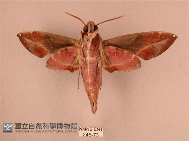 暗綠白腰天蛾藏品圖，第2張