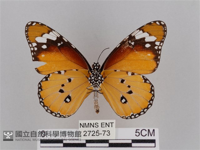 樺斑蝶藏品圖，第2張