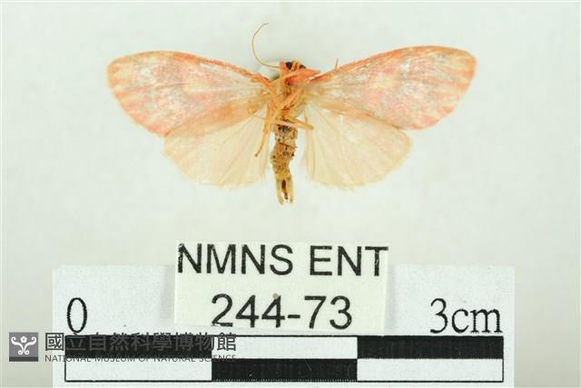 三色豔苔蛾藏品圖，第2張