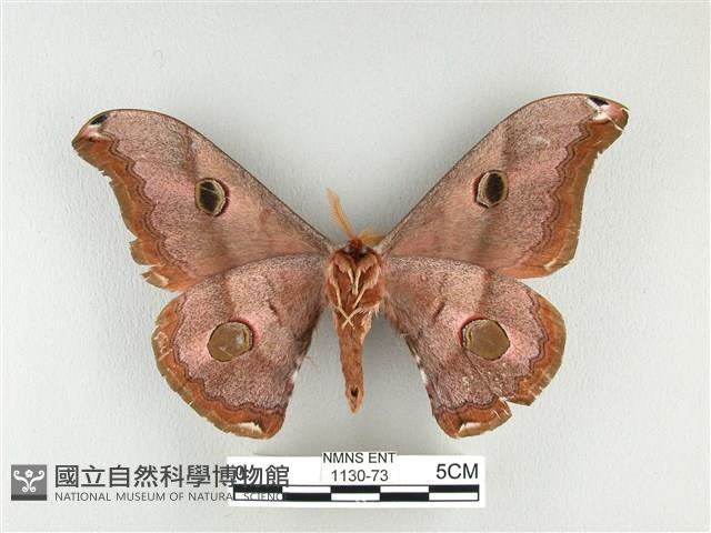 雙黑目天蠶蛾藏品圖，第2張