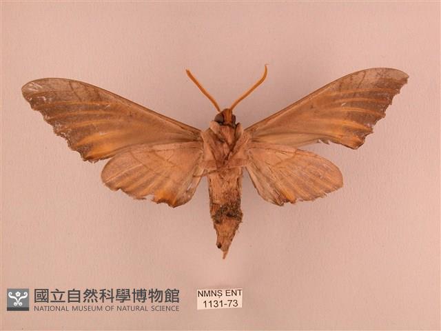 栗六點天蛾藏品圖，第2張