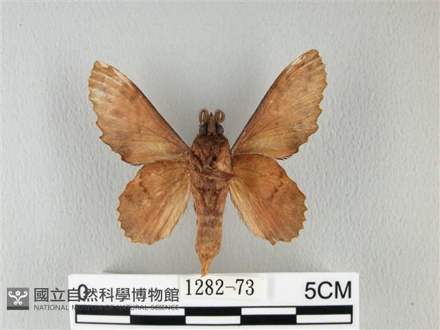 鋸緣枯葉蛾藏品圖，第2張