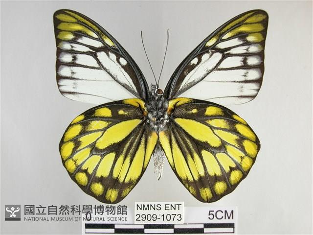 鋸粉蝶藏品圖，第2張