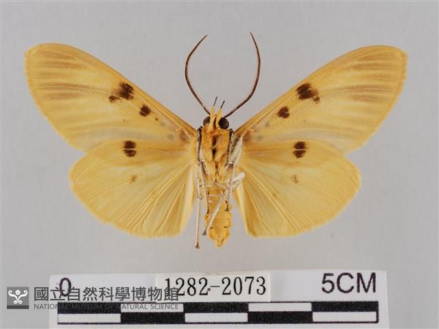 橙擬燈蛾藏品圖，第2張