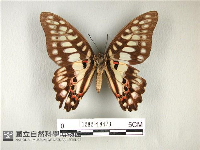 木蘭青鳳蝶藏品圖，第2張