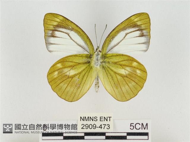 淡褐脈粉蝶藏品圖，第2張