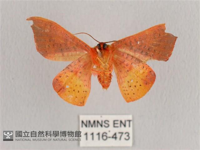 銀端帶鉤蛾藏品圖，第2張