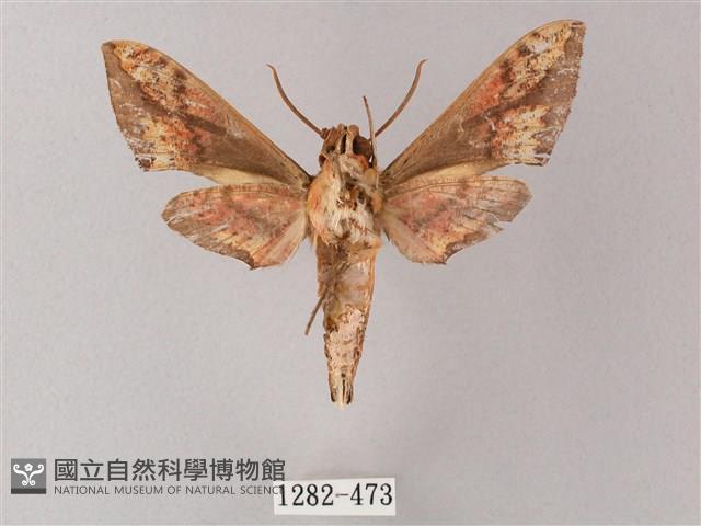 臺灣白肩天蛾藏品圖，第2張