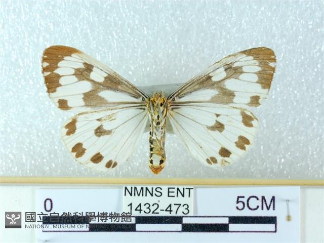 粉蝶燈蛾藏品圖，第2張