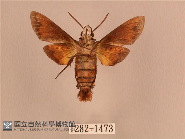 灰紋長喙天蛾藏品圖，第2張