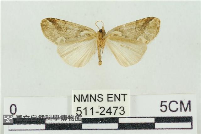 臺美波紋蛾藏品圖，第2張