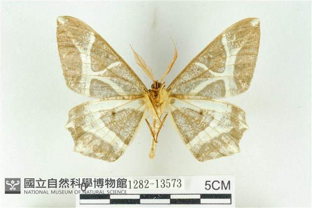 樹形尺蛾藏品圖，第2張