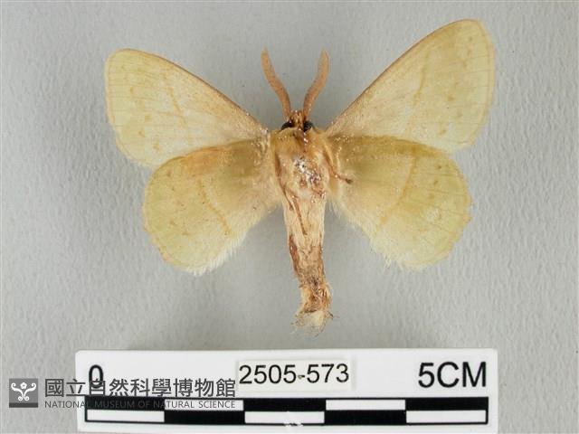 青枯葉蛾藏品圖，第2張