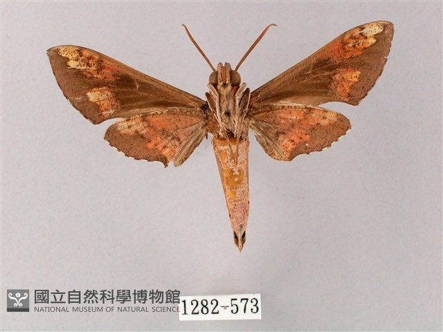 蒙古白肩天蛾藏品圖，第2張