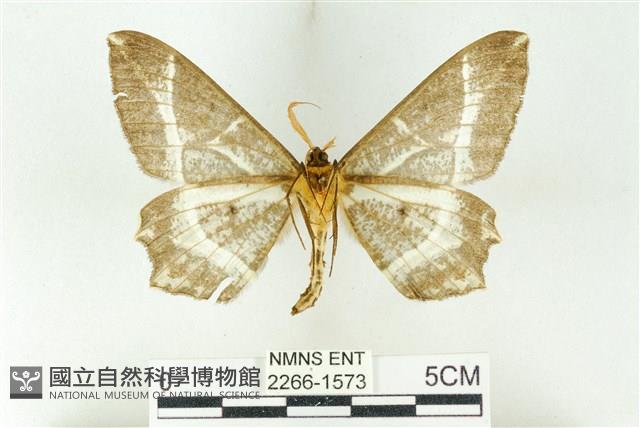 樹形尺蛾藏品圖，第2張