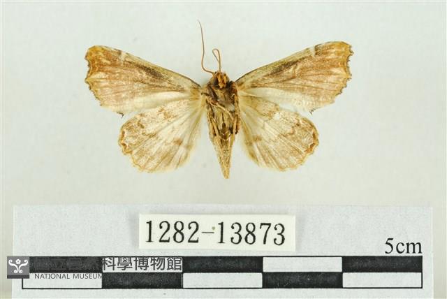 紅暈散紋夜蛾藏品圖，第2張