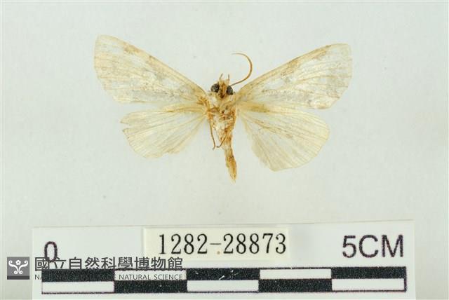 連珠波紋蛾藏品圖，第2張