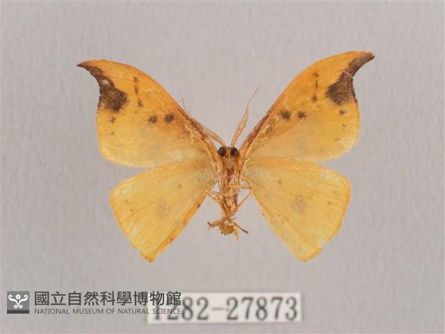 銀斑黃鉤蛾藏品圖，第2張