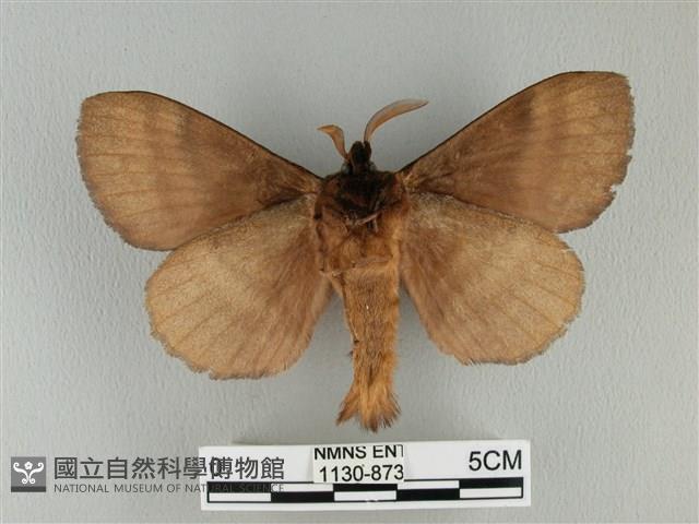 波紋枯葉蛾藏品圖，第2張