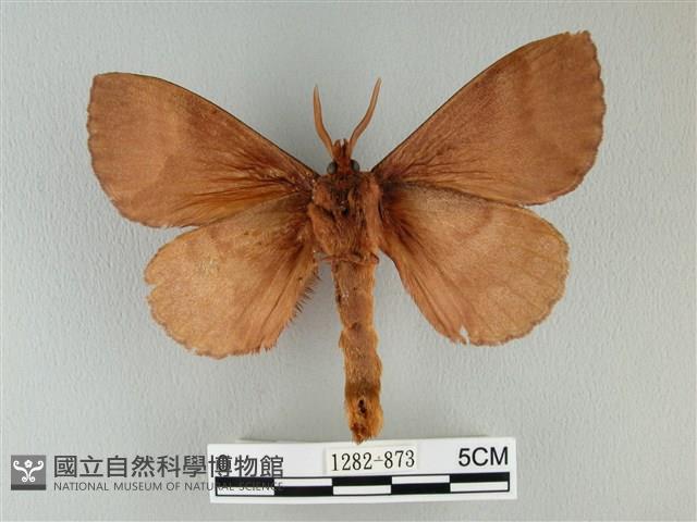 波紋枯葉蛾藏品圖，第2張