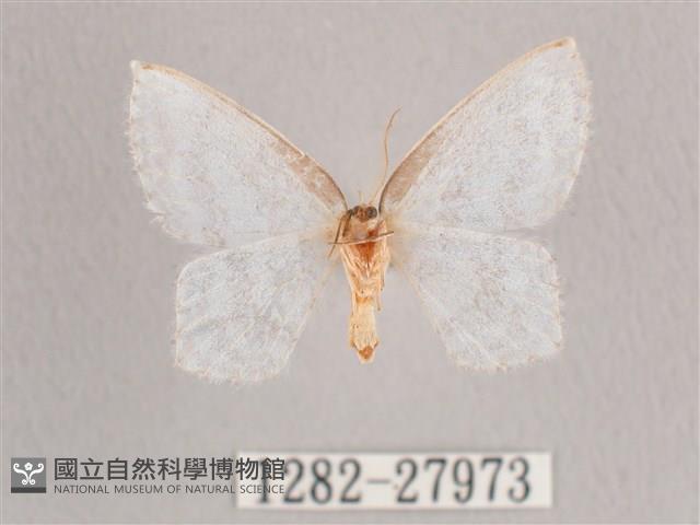 波帶白鉤蛾藏品圖，第2張