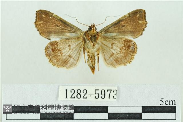粉紅帶散紋夜蛾藏品圖，第2張