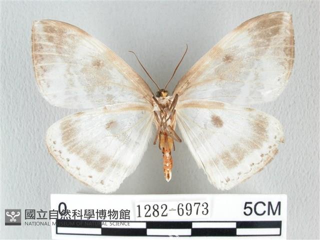 圓翅大鉤蛾藏品圖，第2張