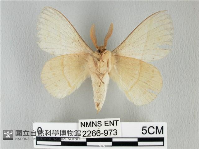 青枯葉蛾藏品圖，第2張