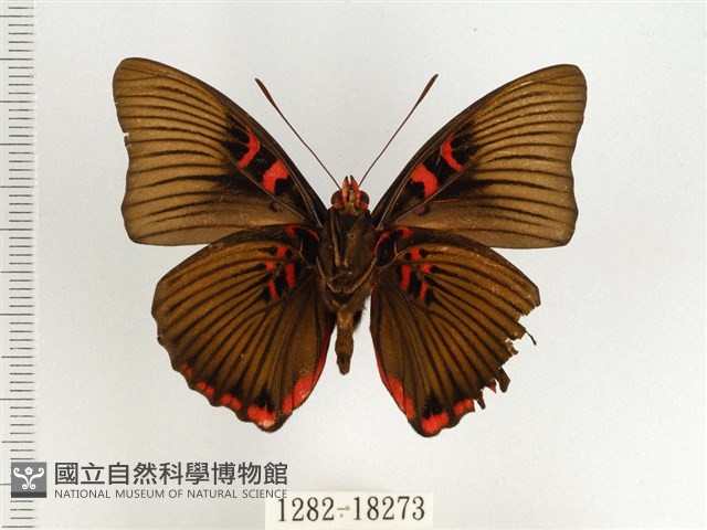 紅玉翠蛺蝶藏品圖，第2張