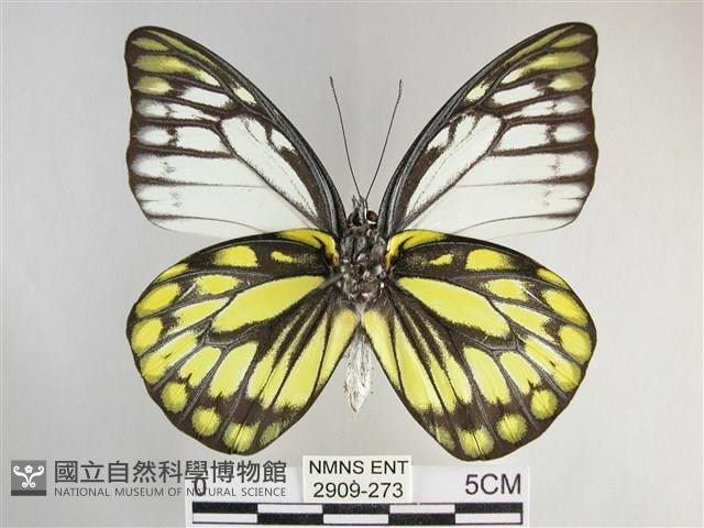 鋸粉蝶藏品圖，第2張