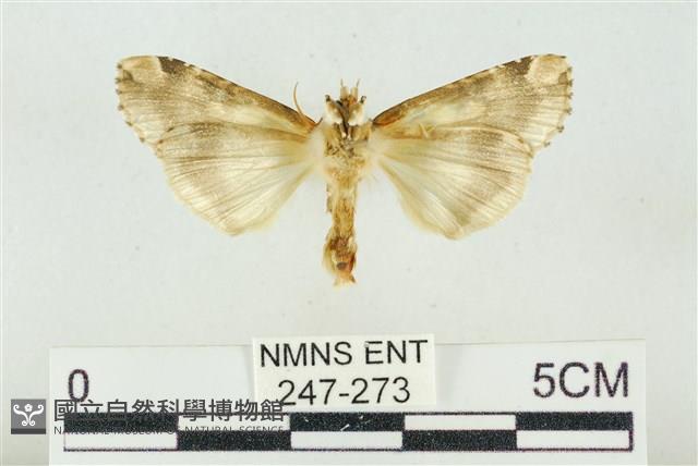 連珠波紋蛾藏品圖，第2張