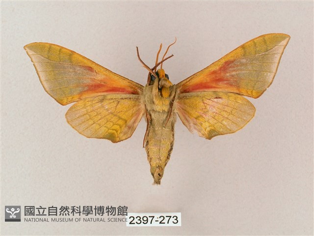 榆綠天蛾藏品圖，第2張