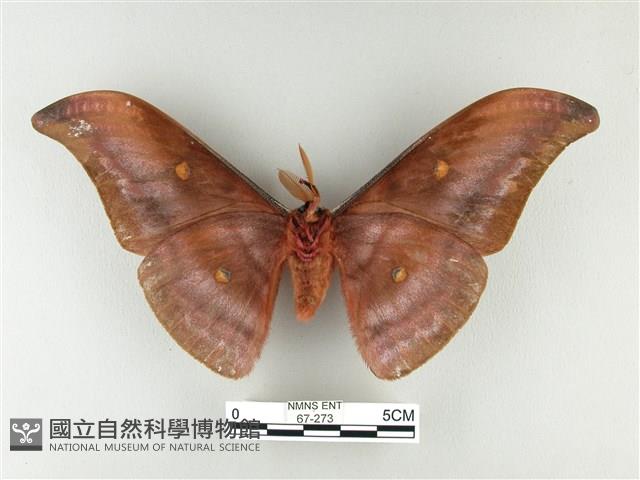 紅目天蠶蛾藏品圖，第2張