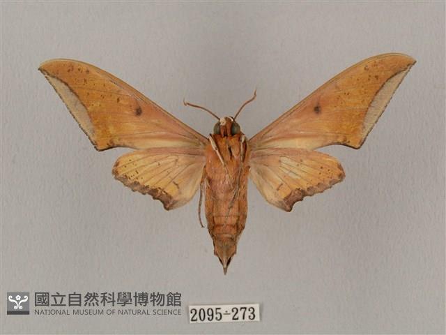 廣東鷹翅天蛾藏品圖，第2張