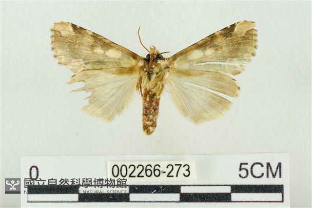 連珠波紋蛾藏品圖，第2張