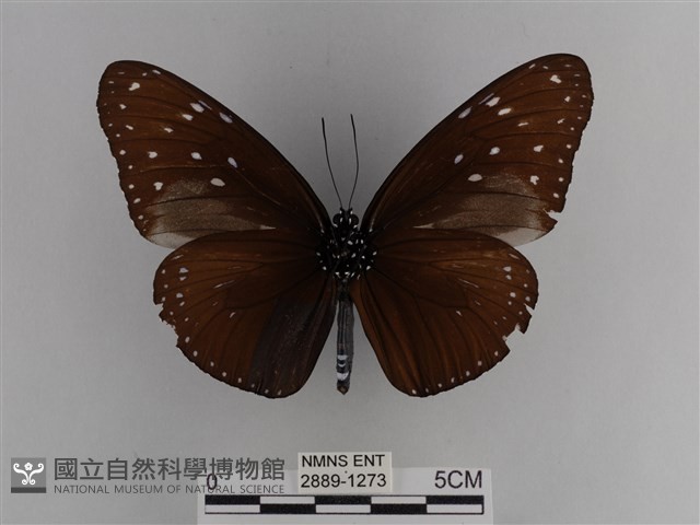 異紋紫斑蝶藏品圖，第2張