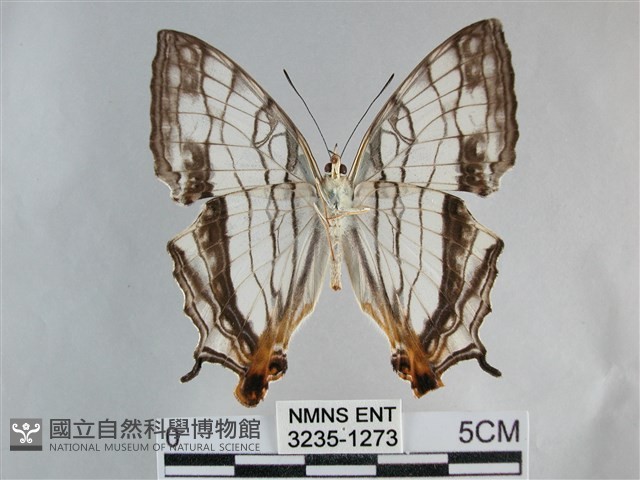 網絲蛺蝶、石牆蝶藏品圖，第2張