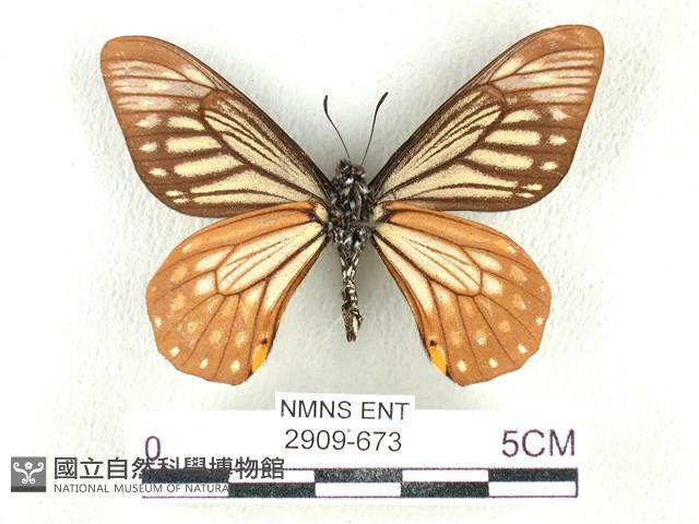 黃星斑鳳蝶藏品圖，第2張