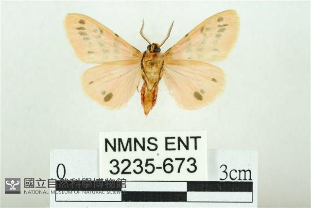 三條橙燈蛾藏品圖，第2張