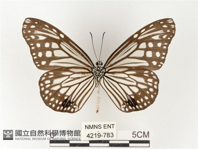 絹斑蝶藏品圖，第2張