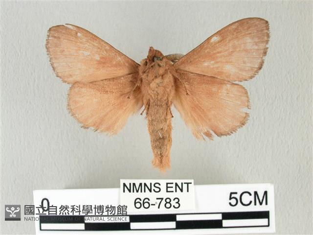 馬尾松枯葉蛾藏品圖，第2張