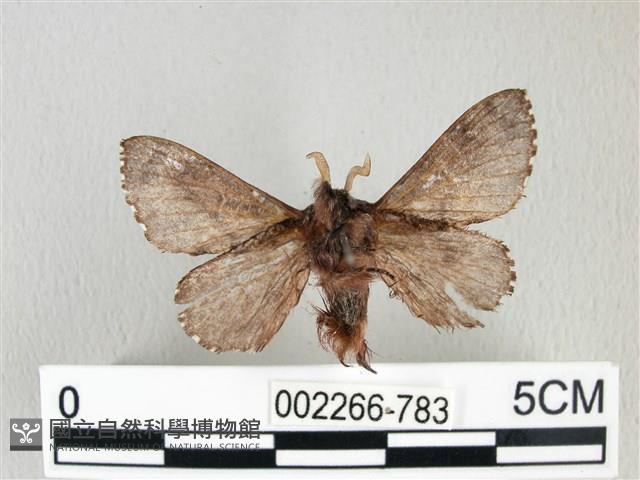 銀肩枯葉蛾藏品圖，第2張