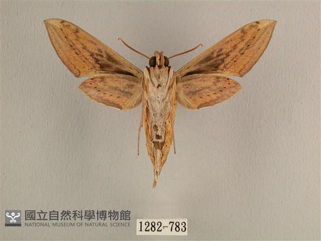 背線天蛾藏品圖，第2張