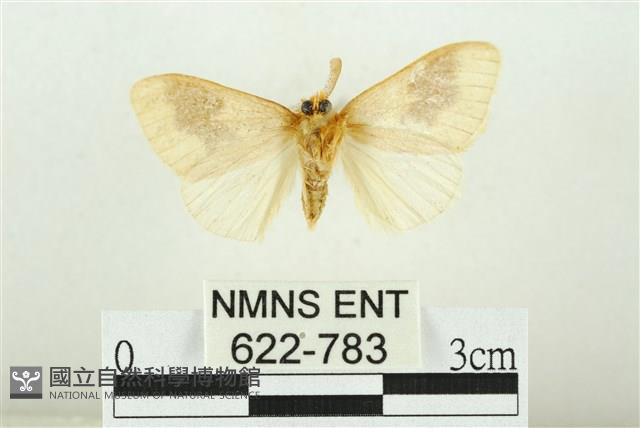 寬紋黃毒蛾藏品圖，第2張